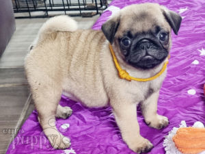 Pug puppy