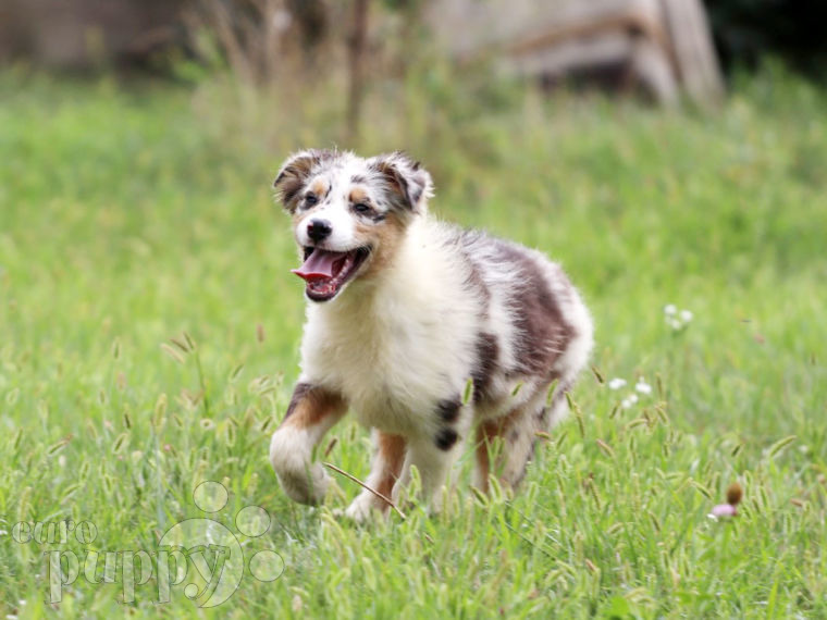 Australian Shepherd Welpen