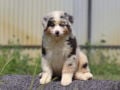 Australian Shepherd puppy