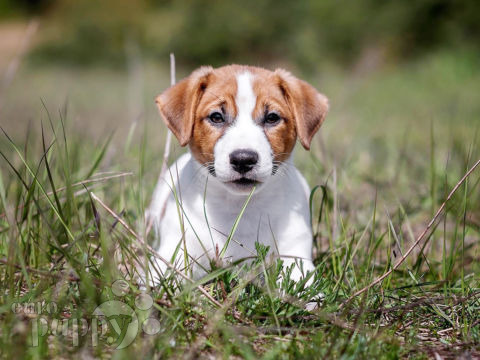 Jack Russell Terrier cachorro
