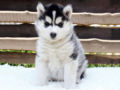 Siberian Husky Welpen