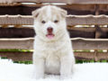 Husky Siberiano cachorro