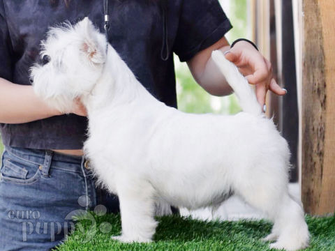 West Highland White Terrier welpen kaufen