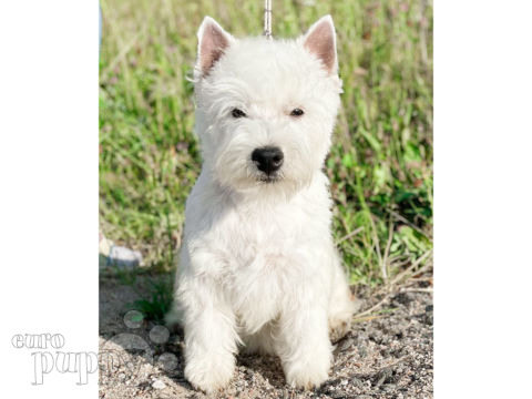 West Highland White Terrier cachorro