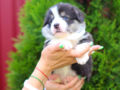 Welsh Corgi puppy for sale