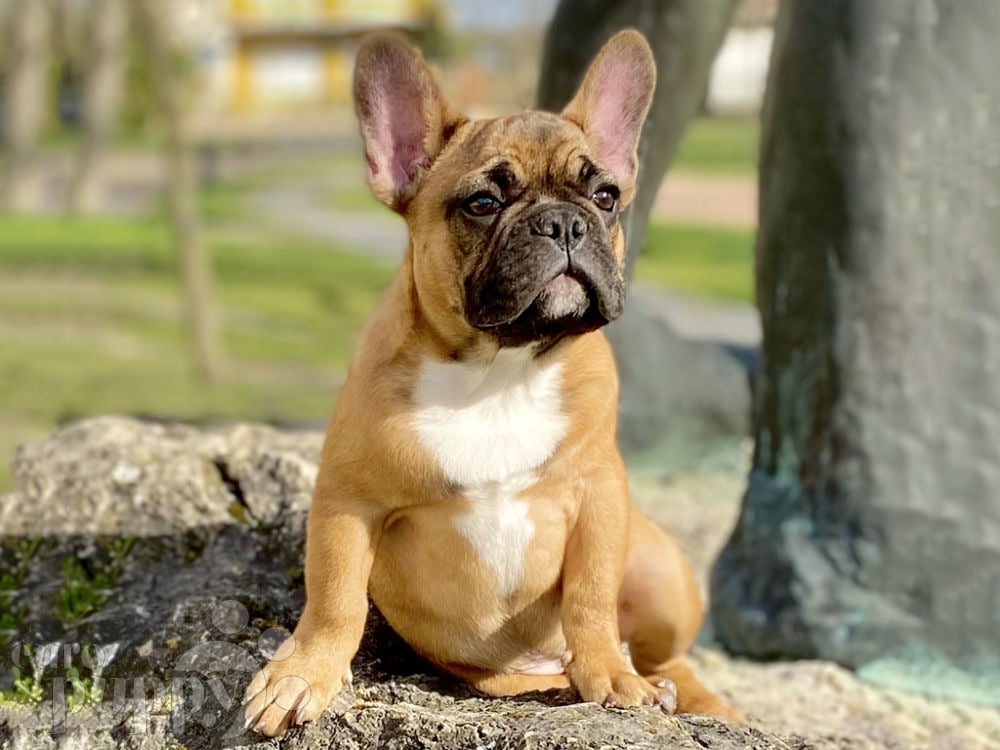 8 Toys French Bulldogs Go Crazy For - Rocky Kanaka