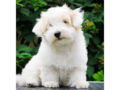 Coton de Tulear puppy for sale