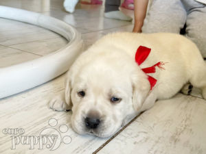 Labrador Retriever puppy