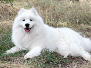 Samoyedo cachorro