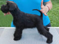 Miniature Schnauzer puppy for sale