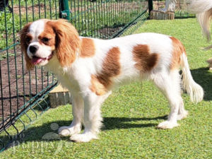 Cavalier King Charles Spaniel Welpen