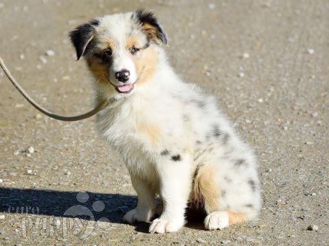 Australian Shepherd Welpen