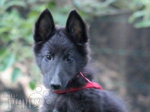 are belgian sheepdog hypoallergenic