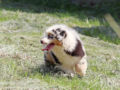 Australian Shepherd puppy