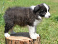 Border Collie puppy
