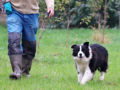 Border Collie puppy