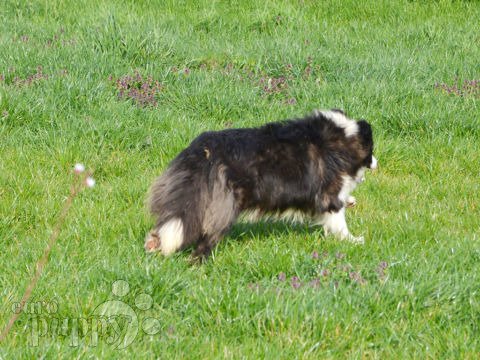 Border Collie puppy
