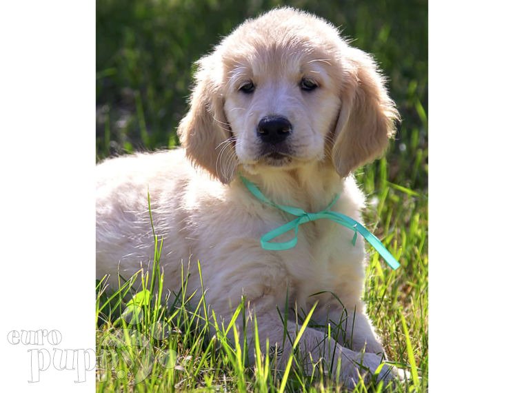 Golden Retriever puppy