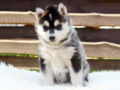 Siberian Husky Welpen
