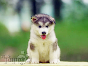 can a alaskan malamute live in latvia