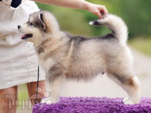 can a alaskan malamute live in niue