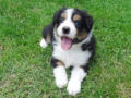 Collie de la Frontera cachorro