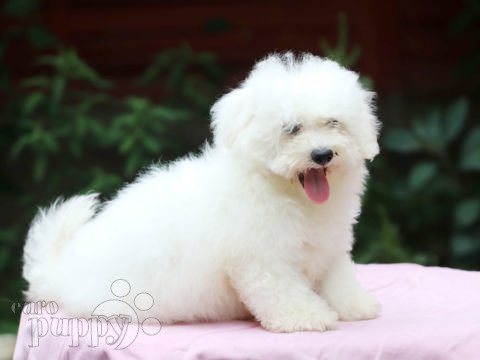 Bolognese puppy