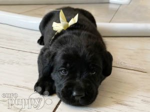 Labrador Retriever puppy