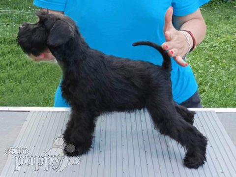 Schnauzer Miniatura cachorro
