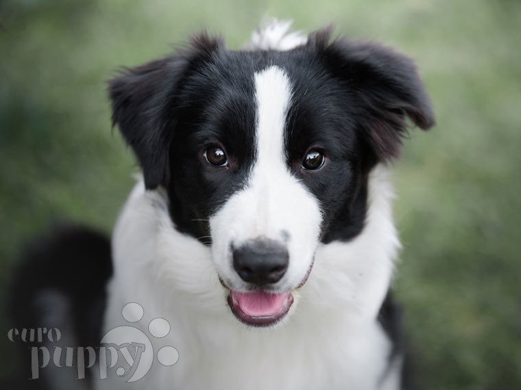 Border Collie puppy