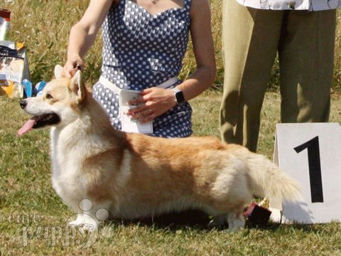 Welsh Corgi cachorro
