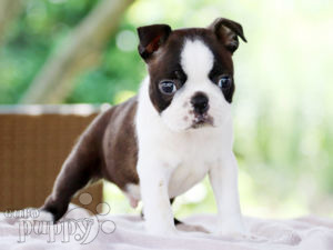 Boston Terrier welpen kaufen