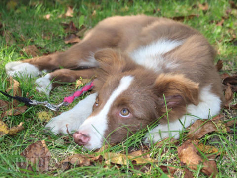 Collie de la Frontera cachorro