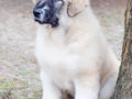Caucasian Mountain Dog cachorro