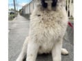Caucasian Mountain Dog cachorro