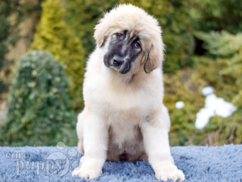 Caucasian Mountain Dog cachorro en venta