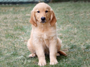 Golden Retriever Welpen