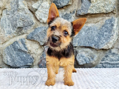 what are the congenital diseases in a norwich terrier puppy