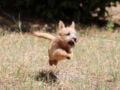 Norwich Terrier Welpen