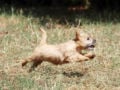 Norwich Terrier Welpen