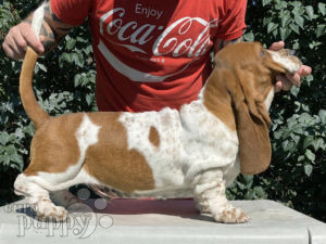 Basset Hound puppy
