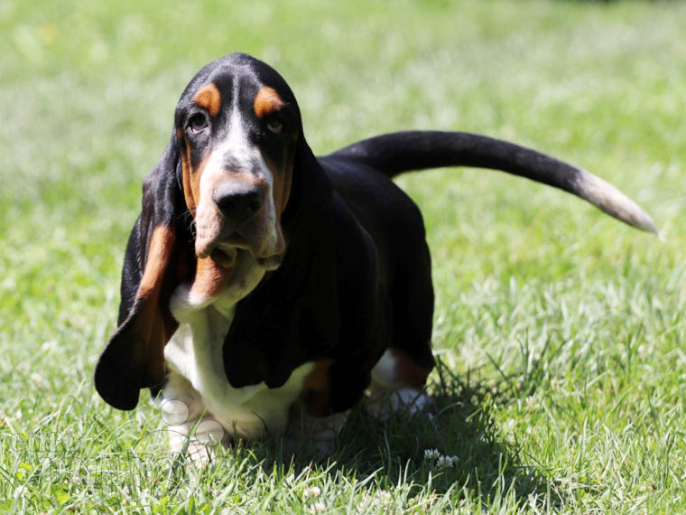 Basset Hound puppy
