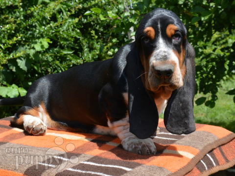 Basset Hound puppy