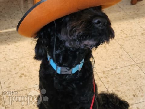Johann - Portuguese Water Dog, Euro Puppy review from Israel
