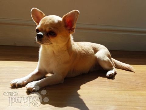 Trixie - Chihuahua, Euro Puppy review from Ireland
