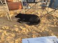 Nera - Labrador Retriever, Euro Puppy review from Saudi Arabia