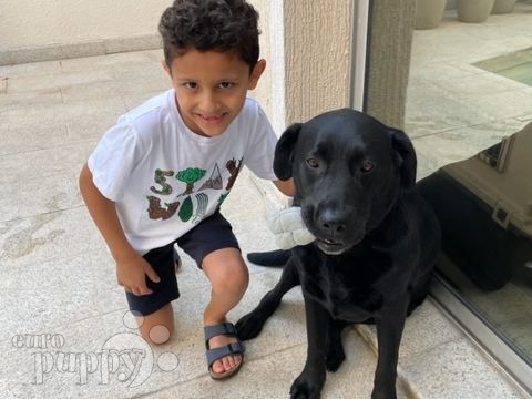 Nera - Labrador Retriever, Euro Puppy review from Saudi Arabia