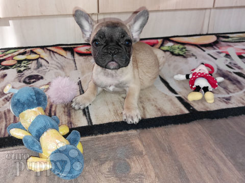 Französische Bulldogge Welpen
