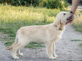 Golden Retriever cachorro