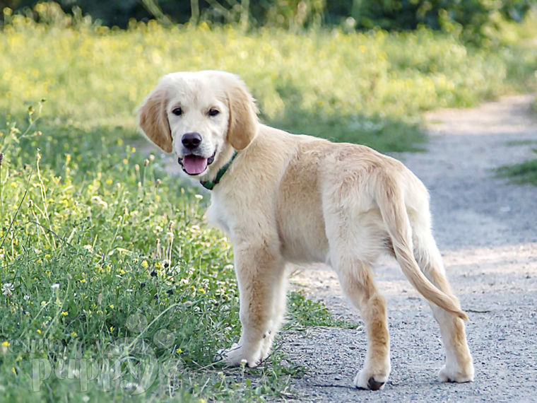 Golden Retriever cachorro